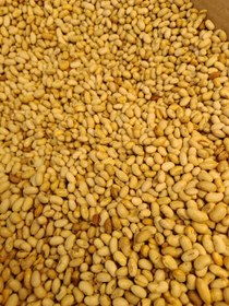 تصویر دانه سویا یک کیلویی 