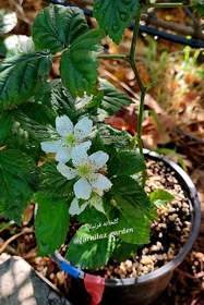 تصویر نهال بلکبری Blackberry plant