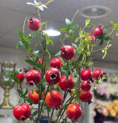 تصویر شاخه انار بلند 