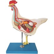 تصویر مولاژ آناتومی مرغ 