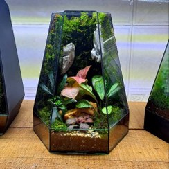 تصویر چطور می‌توان تراریوم را به عنوان هدیه برای روز مادر خریداری کرد؟ 