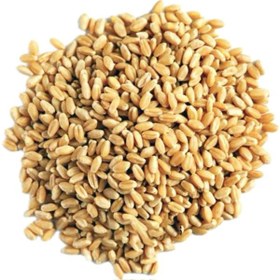 تصویر گندم کد 98 