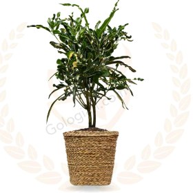 تصویر کروتون فر 