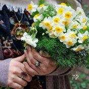 تصویر پیاز گل نرگس شیراز (عطری) - ده عدد 