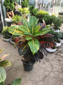 تصویر کروتون سطل ۷ - سطل ۷ 