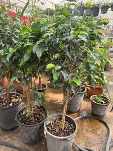 تصویر فروشگاه لیندا آنلاین