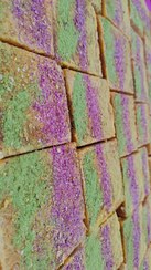 تصویر نبات مخصوص نبات