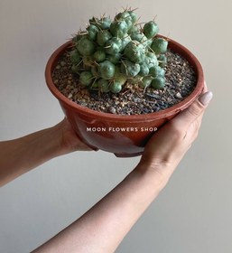 تصویر تفرو کاکتوس پنتلندی رزیانوس Tephrocactus - pentlandii - v. rossianus