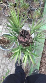 تصویر یوکا بنسای 