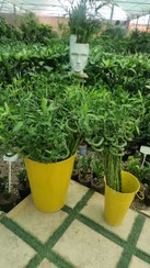 تصویر بامبو 