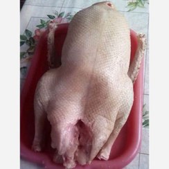 تصویر گوشت غاز پاک شده آماده طبخ لطفا توضیحات خوانده شود 