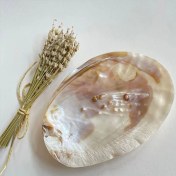 تصویر صدف مروارید ساز بزرگ براق 