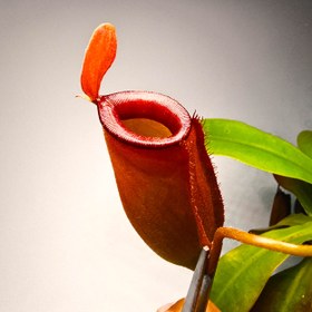 تصویر گیاه طبیعی نپنتس حشره خوار نژاد بلادی ماری(قلمه بدون ریشه) 