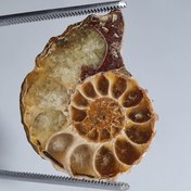 تصویر سنگ فسیل آمونیت طبیعی 2123 