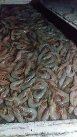 تصویر میگوی تازه چابهار 