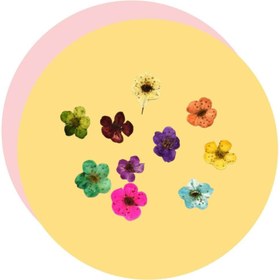 تصویر گل خشک اسپیره 