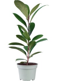 تصویر فیکوس پولا 