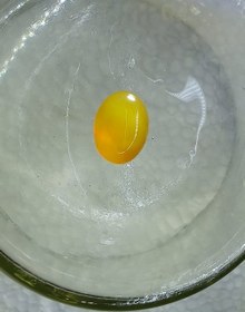 تصویر شرف شمس کد 704 