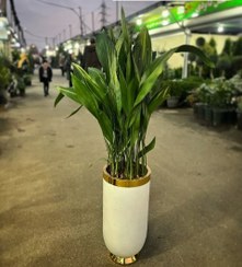 تصویر برگ عبایی برای تزئین اتاق مطالعه 