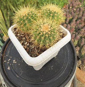 تصویر اچینو تیغ زرد ۳ کله گلدان ۳۰×۳۰ 