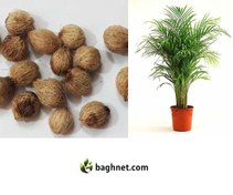 تصویر بذر گیاه آپارتمانی نخل راپیس ـ Lady Palm 