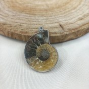تصویر فسیل های آمونیت Ammonite fossils