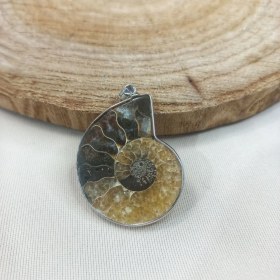 تصویر فسیل های آمونیت Ammonite fossils