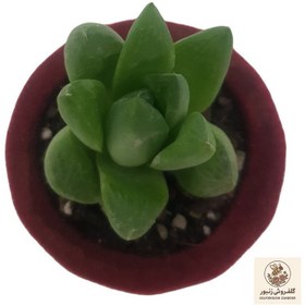 تصویر گیاه طبیعی هاورتیا شیشه ای مدل 2022271 | کد: ZNB-BTH 