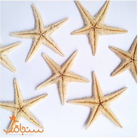 تصویر ستاره دریایی بزرگ 