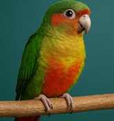 تصویر طوطی گرینچیک رد چیک | شعله‌ای از رنگ و شادی در خانه شما! 