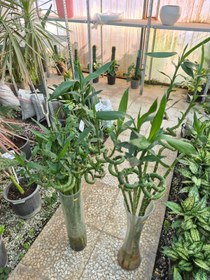 تصویر گل بامبو پیچ تایلندی / گلخانه بهارنارنج - متوسط bamboo flower