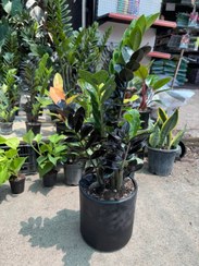 تصویر زاموفیلیا ترکیبی سبز و بلک با گلدان سرامیکی 