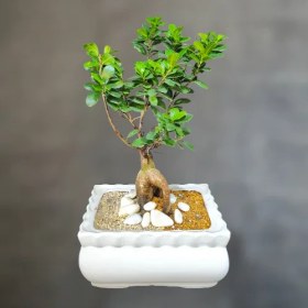 تصویر بونسای جنسینگ 