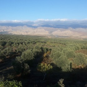 تصویر روغن زیتون فرابکر طارم عمده 20 لیتر 