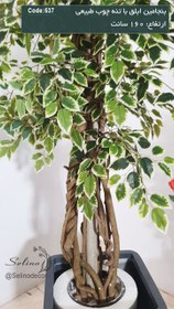 تصویر بنجامین 160سانت ابلق 