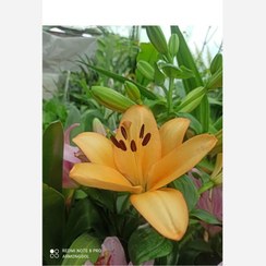 تصویر پیاز گل لیلیوم(رنگ نارنجی و صورتی مخلوط) - سایز کوچک 