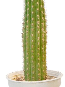 تصویر کاکتوس سن پدرو 