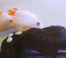 تصویر ماهی پرت سانتا جفت( نر و ماده) Parrot santa fish