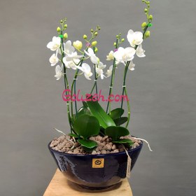 تصویر ارکیده سفید لاکچری 