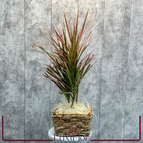 تصویر گیاه دراسنا 