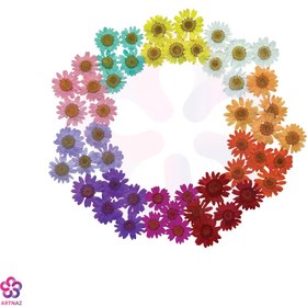 تصویر گل خشک بابونه درجه 2 