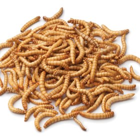 تصویر کرم میل ورم آکوا 