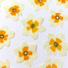 تصویر گل خشک نرگس پرس شده 5 عددی 