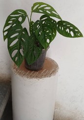 تصویر گل پتوس حصیری 