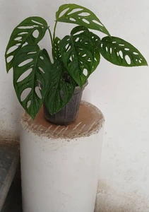 تصویر فروشگاه گل‌ ناز یخی