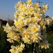 تصویر پیاز گل نرگس پُرپَر (یک کیلوگرمی)ریز و درشت درهم 