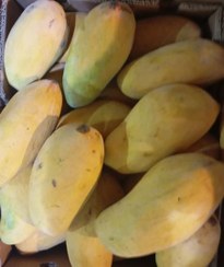 تصویر انبه تازه 