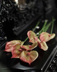 تصویر گل آنتریوم 