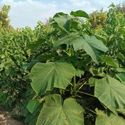 تصویر نهال پالونیا گونه فورتونی سایز ۵۰ سانتی 