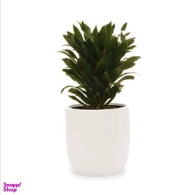 تصویر گیاه طبیعی دراسنا کامپکت آندیس کد 12 